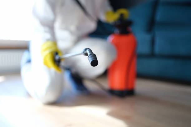 Best Black Mold Removal  in Twin Lakes, NM