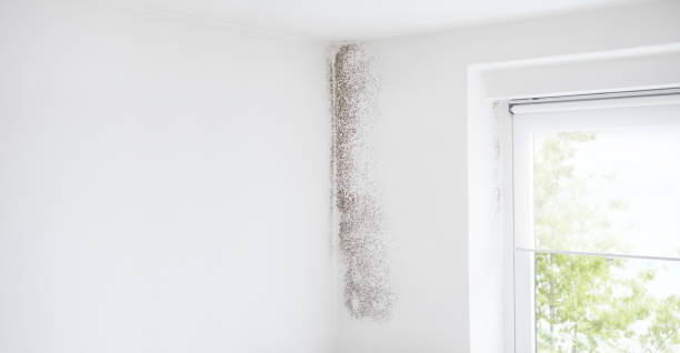 Best Environmental Consulting for Mold Prevention  in Twin Lakes, NM