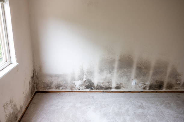 Best Mold Prevention Services  in Twin Lakes, NM